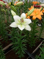 [5108 Rokanje VH No02.JPG]